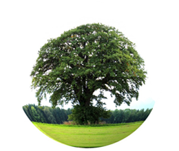eco activities